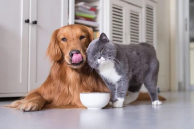 Os Benefícios da Nutrição Adequada para Cães e Gatos: Como a Dieta Pode Transformar a Saúde do Seu Pet