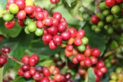 Conab prevê recuperação de 2,7% na safra de café em 2025, estimada em 55,7 milhões de sacas