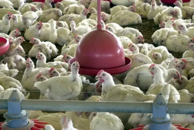 Brasil pode retomar exportações de carne de frango em 28 dias