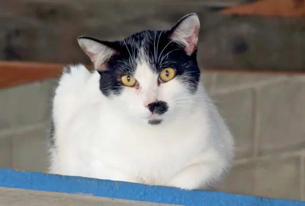 Campanha de adoção já garantiu novo lar a 37 pets em Mogi Guaçu
