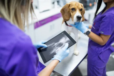 Tecnologia no cuidado pet: como inovações estão revolucionando a saúde dos animais