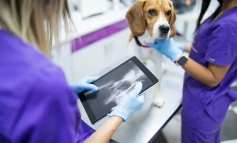 Tecnologia no cuidado pet: como inovações estão revolucionando a saúde dos animais
