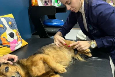 O Ligamento Cruzado em Cães: Como Proceder?