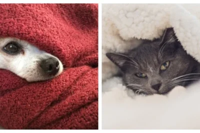 Matéria da Semana: Pele Ressecada, Coceiras e Infecções — Os Desafios Dermatológicos dos Pets no Inverno
