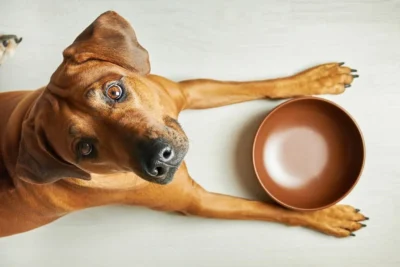 Reconhecendo e lidando com alergias alimentares em pets