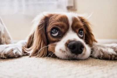 Como Identificar e Aliviar o Estresse no Seu Pet: Cuidados Essenciais para o Bem-Estar do Seu Pet Amado