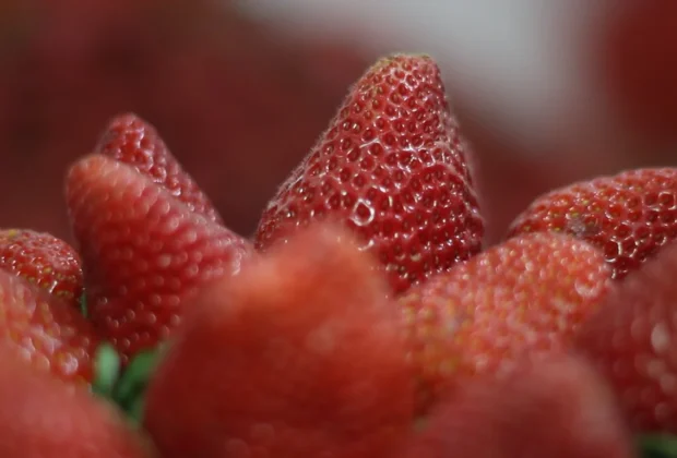 Programação Festa do Morango 2025: Shows, Gastronomia e Atrações em Jarinu e Atibaia