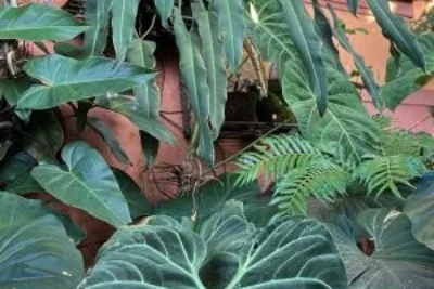 Produtor de Holambra lidera ação inédita de conservação de planta ameaçada de extinção