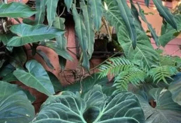 Produtor de Holambra lidera ação inédita de conservação de planta ameaçada de extinção