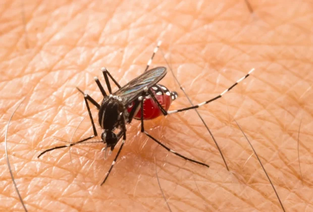 Mogi Guaçu apresenta índice de 0,3% na Avaliação de Densidade Larvária em maio