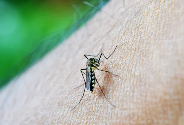 Campinas atinge 11 mortes por dengue e reforça alertas e cuidados