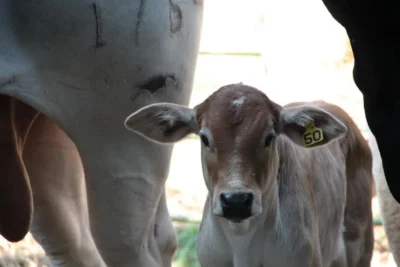 Agricultura fortalece laços internacionais para reduzir emissões de metano na pecuária