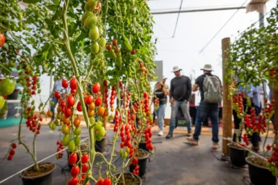Soluções biológicas e novas genéticas de hortaliças são destaques da Hortinov, dia de campo da Biotrop & Sakata