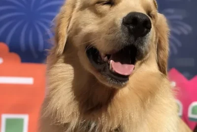 Festas Juninas e Fogos: Cuidando dos Pets Durante os Barulhos da Temporada