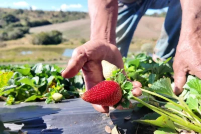 Morango do amor acelera vendas de agricultores do interior de São Paulo