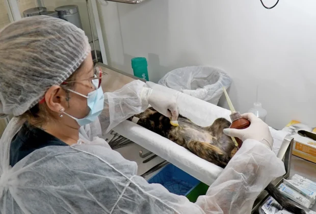Mogi Guaçu inicia nova etapa de castração gratuita para gatos de colônia e de protetores independentes