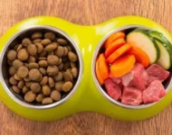 Alimentação Natural x Ração: O Que é Melhor para o Seu Pet?