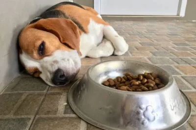 Como Saber Se Meu Pet Está Com Dor?
