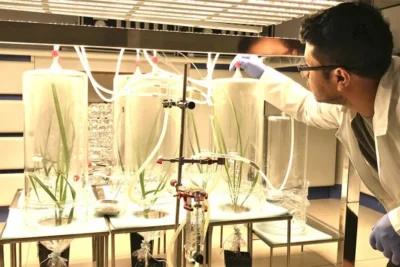 Pesquisa usa fungo como vacina para plantas para reforçar defesas da cana-de-açúcar contra infestações
