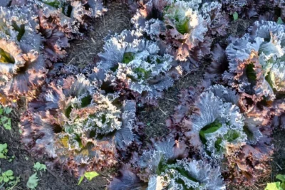 Frio mais intenso em quatro anos: como as baixas temperaturas impactam a produção agrícola na região