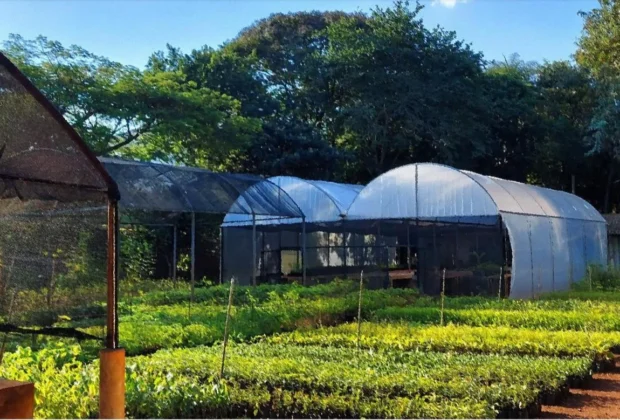 Mogi Guaçu terá doação de mudas durante Festa do Agricultor no Itaqui e Chácaras Alvorada