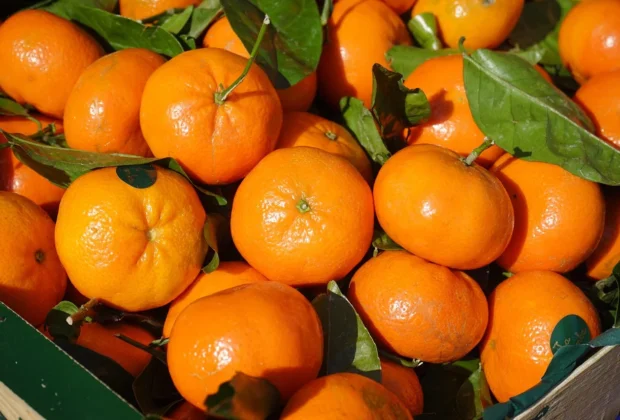 Produtores de cítricos em Jaguariúna têm até 15 de julho para entrega de relatório Cancro/Greening