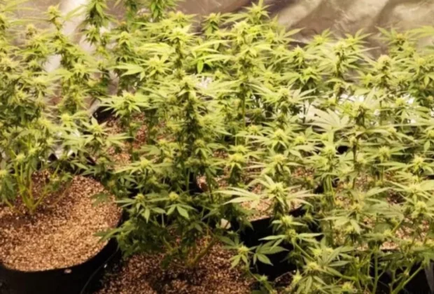 Polícia encontra estufa com pés de maconha em casa de engenheiro em Campinas
