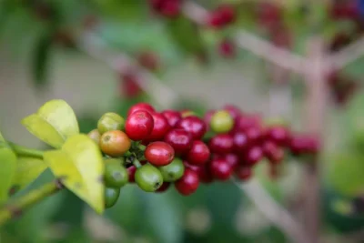 Governo de SP amplia aquisições de café das cooperativas exportadoras