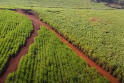 Técnica da Unicamp com nanopartículas de carbono aumenta produtividade de culturas agrícolas