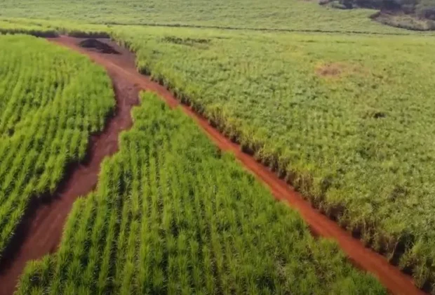 Técnica da Unicamp com nanopartículas de carbono aumenta produtividade de culturas agrícolas