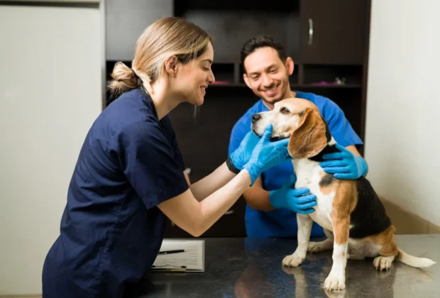 Dia do Médico-Veterinário: profissionais essenciais na Saúde Única