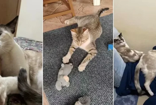 Prefeitura de Mogi Guaçu investiga morte de sete gatos após castrações gratuitas
