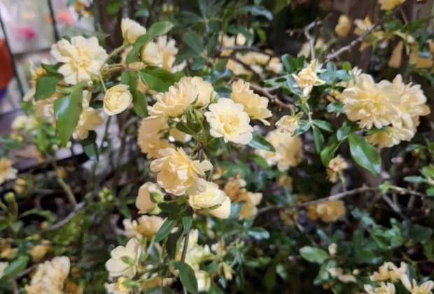 Primavera 2025: Paisagismo em alta une flores, estilo e bem-estar na nova estação