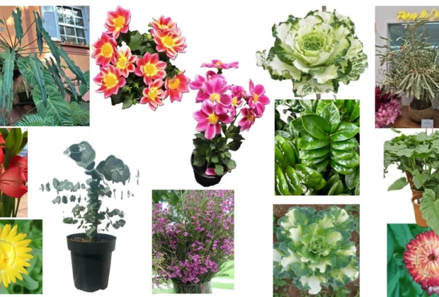 Novidades em flores e plantas: produtores apostam no 30º Veiling Market para lançar novas variedades