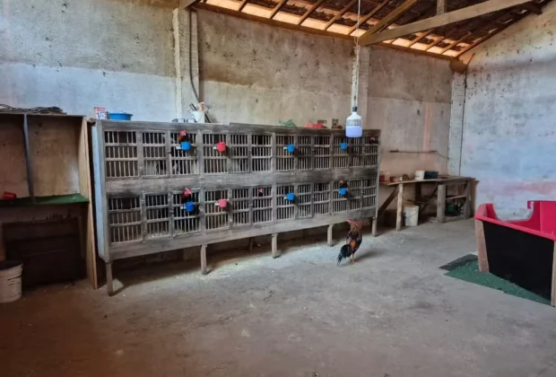 Polícia Civil resgata 16 galos vítimas de maus-tratos em rinha clandestina em Artur Nogueira