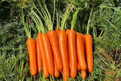 Cenoura híbrida transforma desafios climáticos em oportunidades para a horticultura brasileira