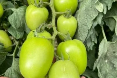 Mercado de tomates híbridos conta com materiais mais resistentes e atrativos