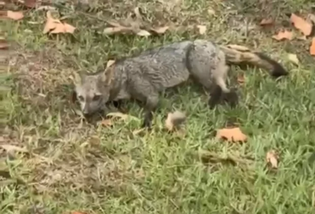 Guarda Municipal de Campinas auxilia no resgate de cachorro-do-mato ferido em via pública