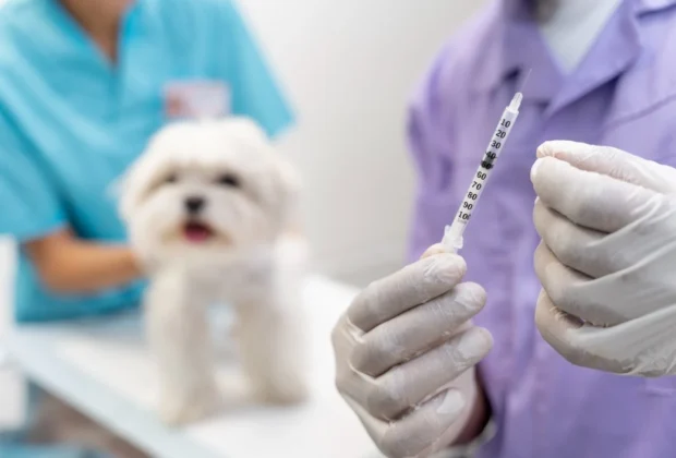 Saúde de Holambra alerta para a importância da vacinação anual contra a raiva em cães e gatos