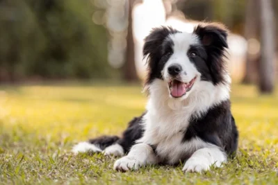 Collies e o risco invisível: por que alguns pets reagem mal a medicamentos comuns