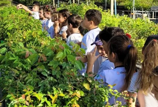 Campanha Dia de Doar Copaíba reforça mobilização pela restauração da Mata Atlântica