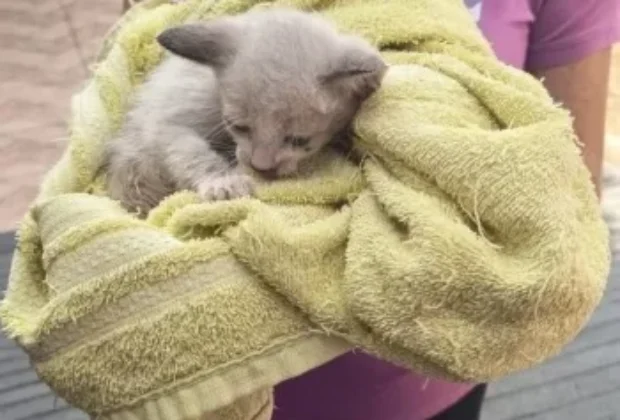 Defesa Civil de Cosmópolis resgata gato preso em cano na Avenida Marginal