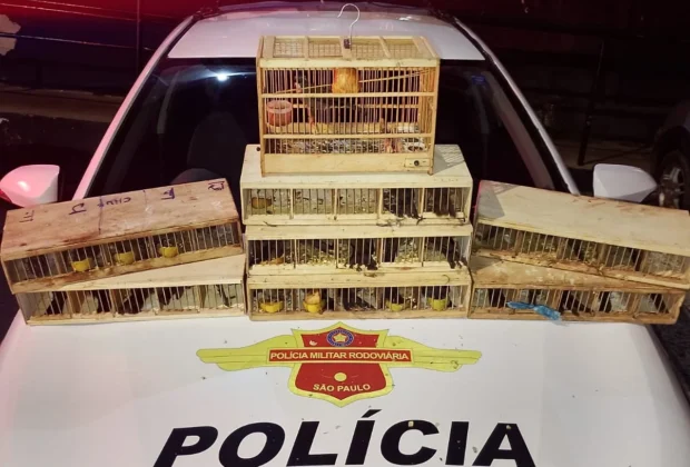 Polícia Rodoviária prende dupla por crime ambiental e maus-tratos a 75 aves silvestres em Campinas