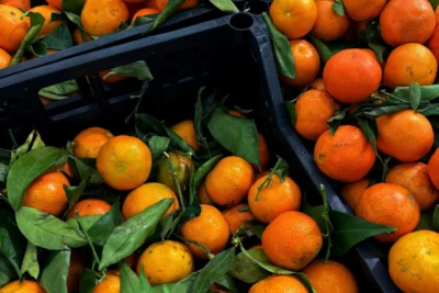 Segunda reestimativa da safra de laranja 2025/26 em SP e MG prevê produção de 294,81 milhões de caixas