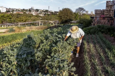 SP anuncia chamamento de 37 novos pesquisadores do agro, primeira contratação em 20 anos