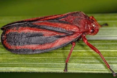 Pesquisa identifica nova espécie de inseto que ataca lavouras de cana-de-açúcar