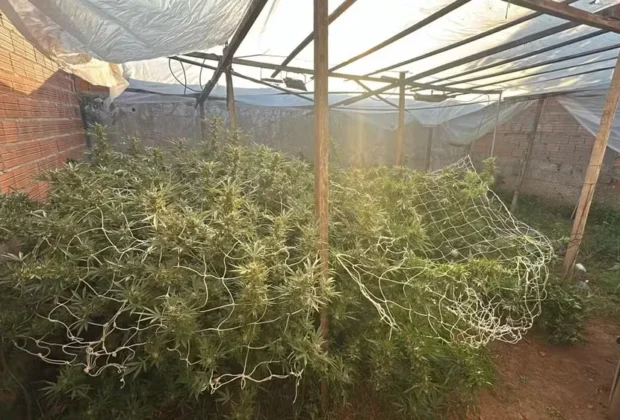 Polícia Civil descobre plantação de maconha com uso de drone e prende homem em Mogi Guaçu