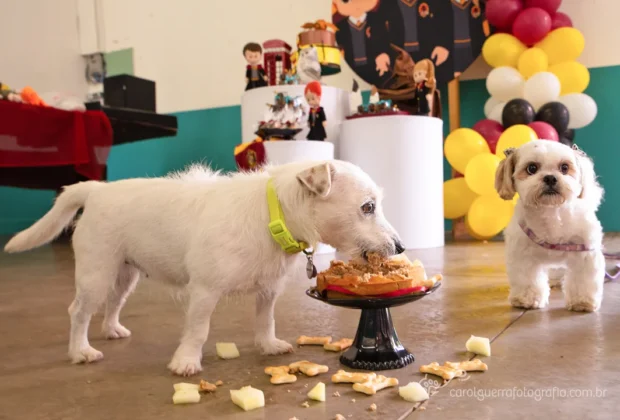 Hotéis e creches para cães se consolidam como oportunidade de negócio em Campinas