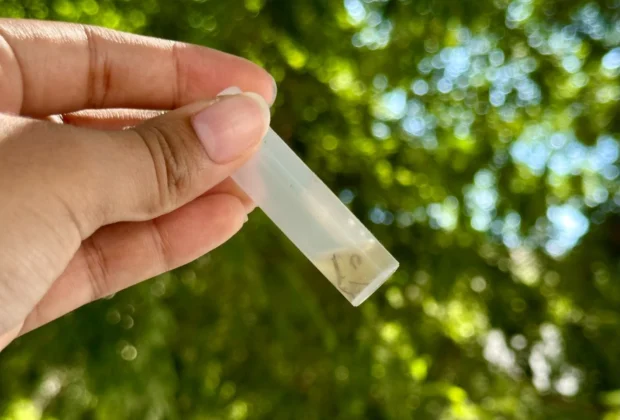 Saúde de Holambra retoma mutirões de combate à dengue neste sábado