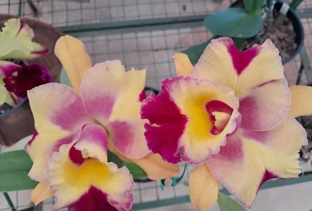 Festival de Orquídeas e Plantas Ornamentais inaugura temporada oficial de eventos florais em Vinhedo